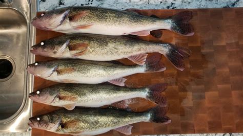 Interesting thread on Ohio Game fish. .